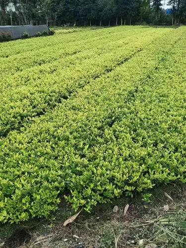 风景园林破坏生态环境？资源利用不合理成主要问题！